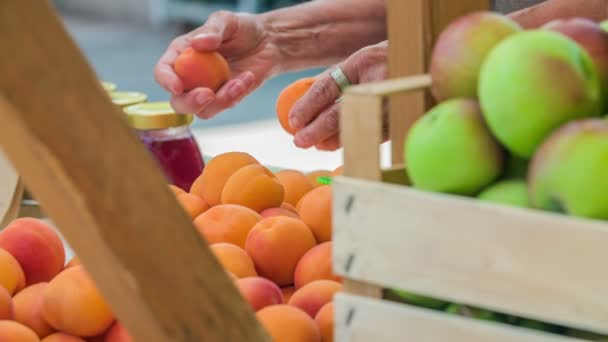 Eine Kundin Pflückt Gerade Reife Frische Aprikosen Und Möchte Diese — Stockvideo