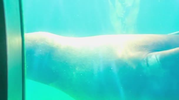 Foca Sta Nuotando Nell Acqua Visitatori Stanno Osservando Attraverso Una — Video Stock