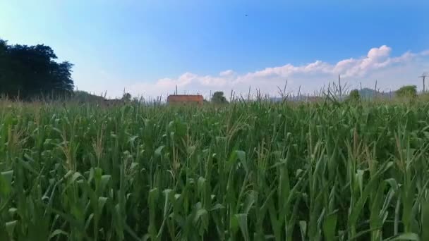 Antenni Kuvamateriaalia Kaunis Maatalouskenttä Aurinkoisena Päivänä — kuvapankkivideo