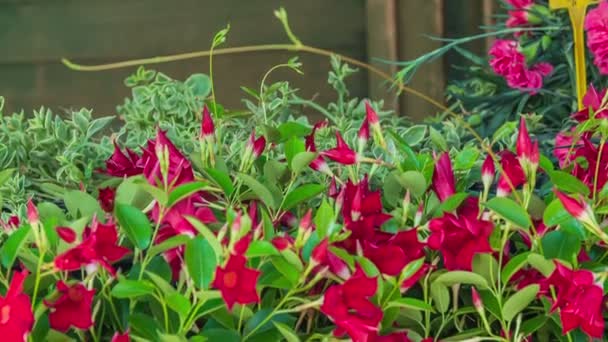 Yerel Bir Çiftçi Pazarındaki Yemek Standlarından Birinde Güzel Pembe Çiçekler — Stok video