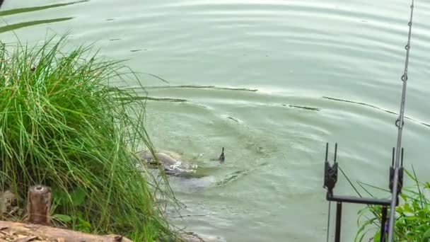 Peixe Quase Capturado Gancho Peixe Pescador Breve Vai Tirá Água — Vídeo de Stock