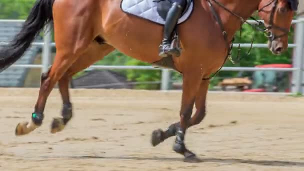 Zien Een Spectaculair Paard Barrières Springen Paardenarena Het Een Mooie — Stockvideo