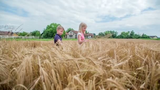 Podemos Ver Dos Niños Campo Trigo Impresionante Verano Hace Buen — Vídeos de Stock