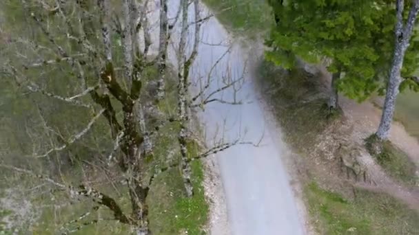 Stromech Není Žádné Listí Letecký Záběr Můžeme Vidět Úzkou Stezku — Stock video
