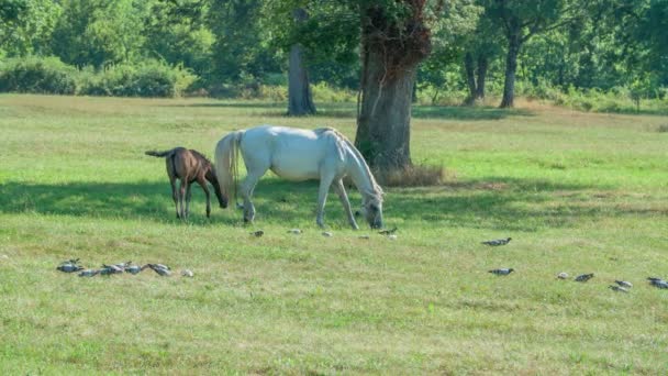 Piccolo Cavallo Marrone Grande Cavallo Marrone Prato Stanno Mangiando Erba — Video Stock