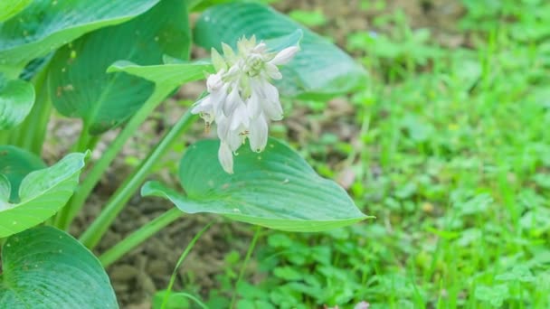 Egy Kis Méh Repked Egy Fehér Virág Körül Minden Zöld — Stock videók