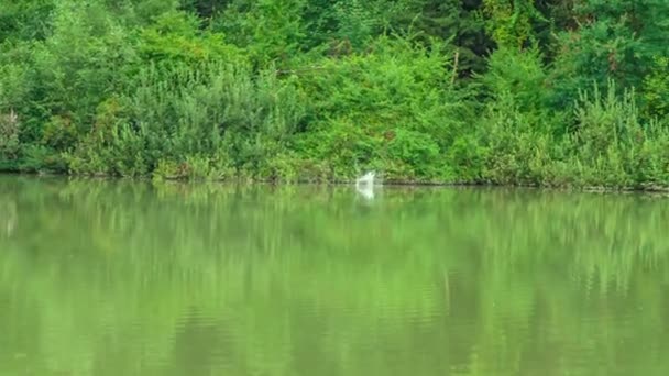 Magnifique Lac Vert Une Belle Forêt Arrière Plan — Video