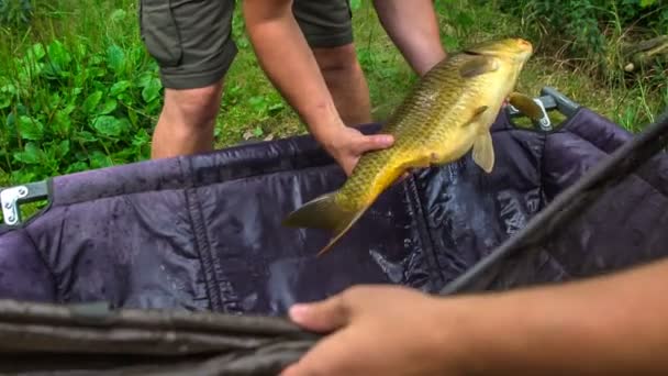 Ikan Yang Indah Yang Mereka Tangkap Masih Hidup Mereka Memasukkannya — Stok Video