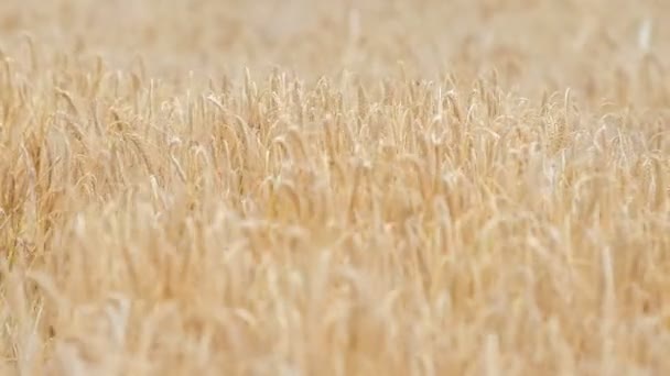 Orelhas Trigo Estão Movendo Lentamente Vento Verão Natureza Realmente Fascinante — Vídeo de Stock