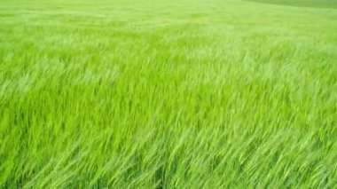 Buğdaya göre uzun buğday hareket ediyor. Yılın bu zamanında doğa çok yeşil olur..