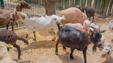 Yavru keçiler ve domuzlar büyük bir kafeste. Hayvanat bahçesi bekçisi onlara bakıyor ve yemek veriyor..