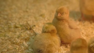 Hayvanat bahçesindeki kafeste ışığın altında tatlı küçük piliçler. Ziyaretçiler onları izliyor..