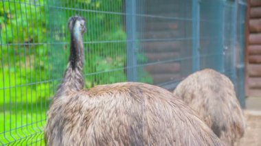 İki devekuşu kafeslerinin etrafında çok yavaş hareket ediyor. Ziyaretçiler onlara çok yaklaşabilir..