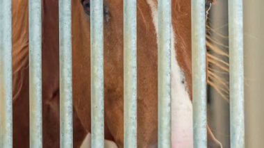 Zavallı kahverengi bir at sakince ahırda ızgaraların arkasında bekliyor..