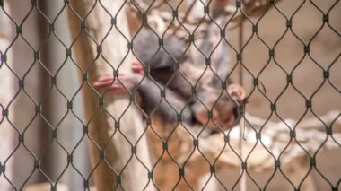 Şirin bir şempanze kafesinin dalından sarkıyor ve hayvanat bahçesinin ziyaretçileri ona hayran..