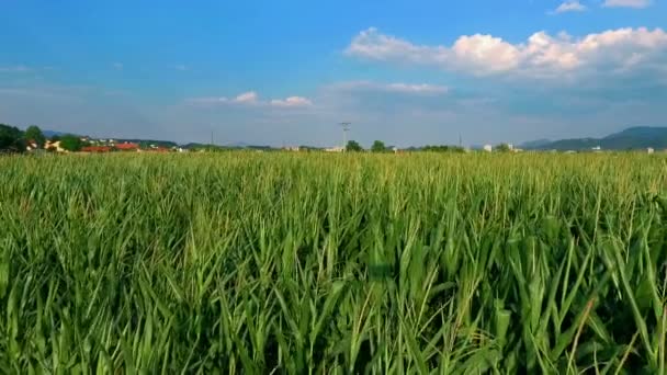 Εναέρια Πλάνα Από Όμορφο Αγροτεμάχιο Την Ηλιόλουστη Μέρα — Αρχείο Βίντεο