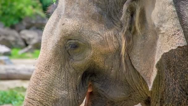 Seekor Gajah Besar Juga Makan Sendiri Dengan Beberapa Rumput Ketika — Stok Video