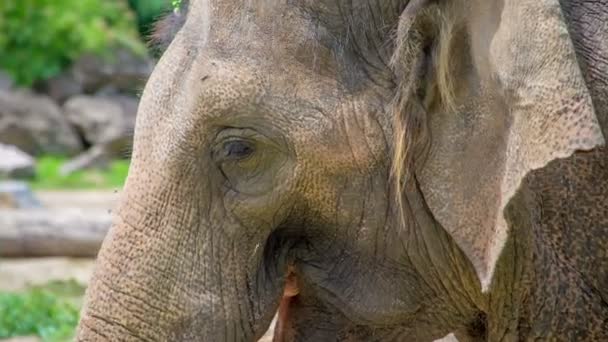 Stor Elefant Matar Sig Också Med Gräs När Han Går — Stockvideo