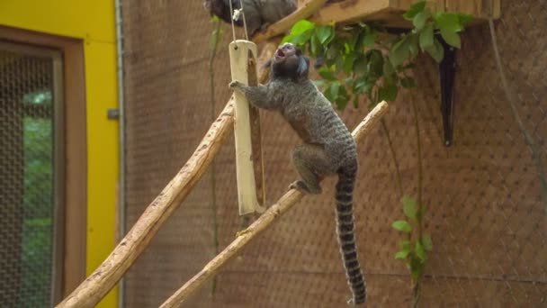 Küçük Bir Maymun Bir Dalda Oturuyor Hayvanat Bahçesindeki Kafesinde Başka — Stok video