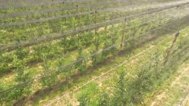 Rekaman Udara Agro Indah Lapangan Dengan Pohon Buah Buahan — Stok Video