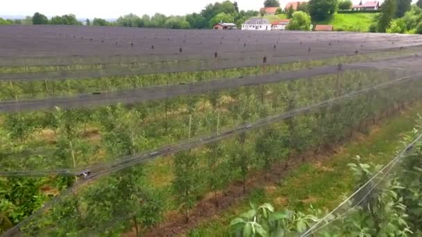 Imagens Aéreas Belo Campo Agro Com Árvores Fruto — Vídeo de Stock