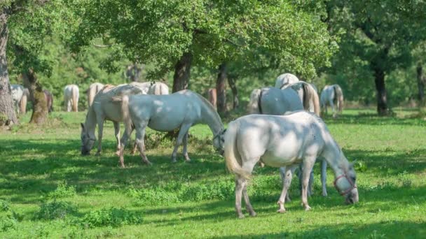 Belos Cavalos Brancos Estão Comendo Grama Fora Uma Fazenda Garanhões — Vídeo de Stock