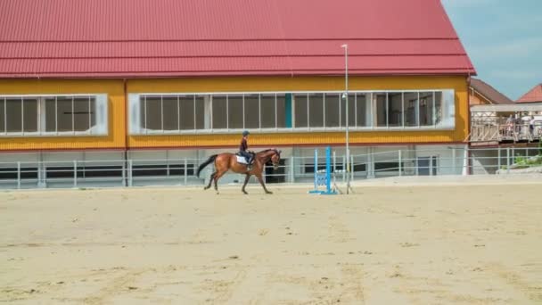 Miły Elegancki Skok Nad Niebieskimi Barierkami Arenie Koni Ładny Słoneczny — Wideo stockowe