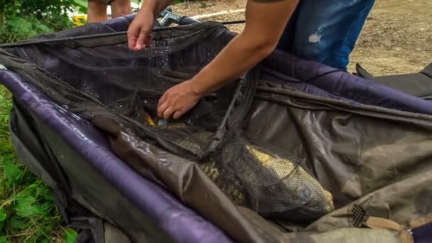 Ikan Yang Mereka Tangkap Sangat Besar — Stok Video