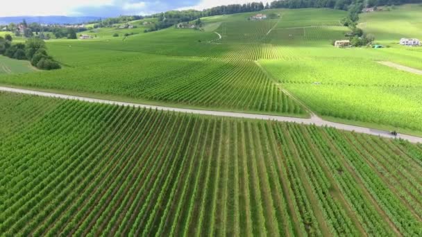 Séquences Beau Champ Agricole Avec Des Arbres Fruitiers — Video