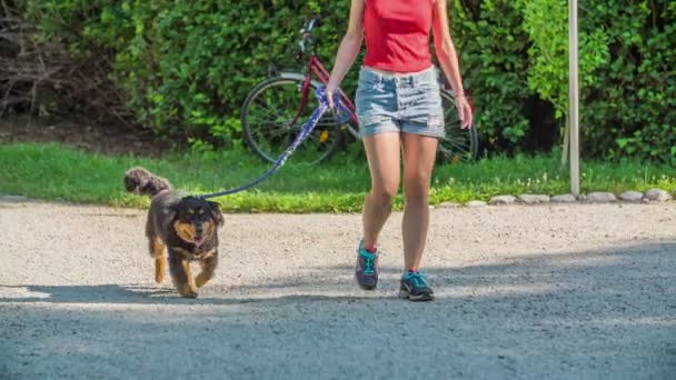 Eine Junge Frau Geht Mit Ihrem Hund Der Leine Spazieren — Stockvideo