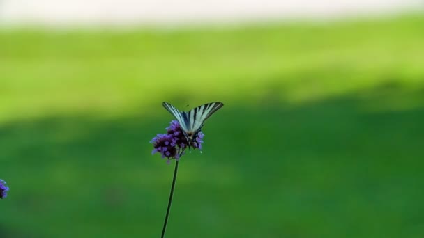 本当にいい蝶は紫色の花の上に座っている 自然は魅力的だ — ストック動画