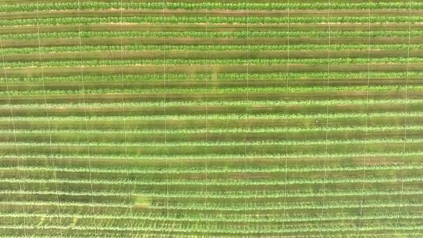 Imagens Aéreas Belo Campo Agro Com Árvores Fruto — Vídeo de Stock