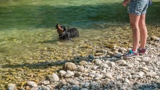 Hund Vattnet Och Skakar Sig Vattnet Han Njuter Att Leka — Stockvideo