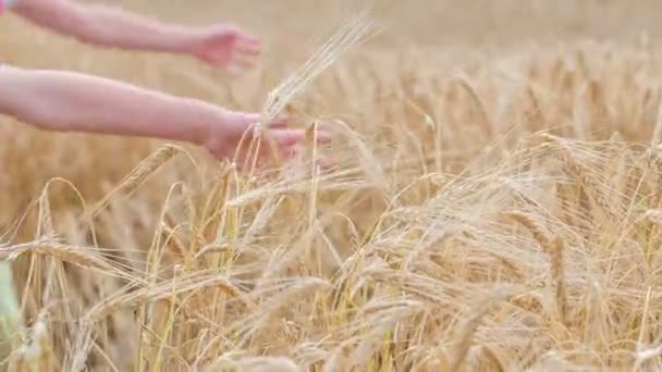 Podemos Ver Crianças Pequenas Num Campo Trigo Eles São Jovens — Vídeo de Stock