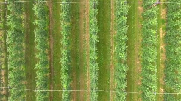 Letecké Záběry Krásného Agropole Ovocnými Stromy — Stock video