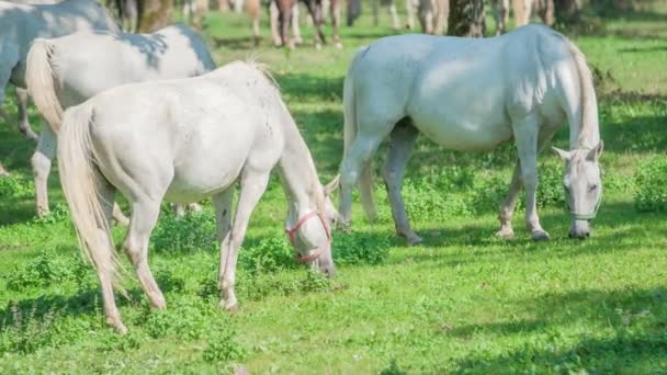 Vackra Vita Hästar Äter Gräs Utomhus Stud Gård Solig Dag — Stockvideo