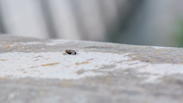 Una Piccola Mosca Sul Ponte Poi Vola — Video Stock