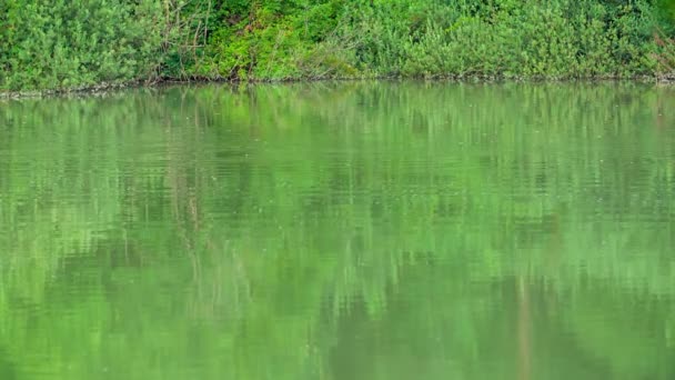 Apa Lacului Arată Foarte Frumos Verde Există Copaci Frumoși Care — Videoclip de stoc