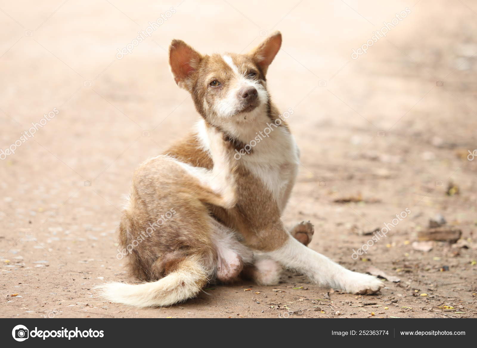 Hund Kratzt Juckreiz Ohr Das Zecken Hund Strand — Stockfoto © Cstock