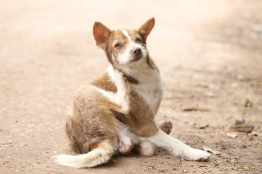 Köpek çizikler kaşıntı, ticks.dog plajda var kulak