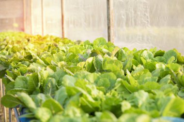 Ahşap kutu taze sebze, Bio sağlıklı gıda, otlar ve baharatlar ile. Ahşap, taze organik sebze organik sebze. Gıda arka plan.