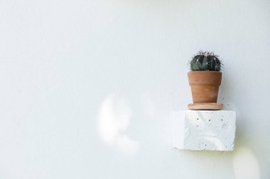 Bir tencerede, kaktüs ile dekore edilmiş beyaz kaktüs duvar kaktüs.