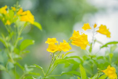 Sarı çiçekler, doğal bokeh arka plan