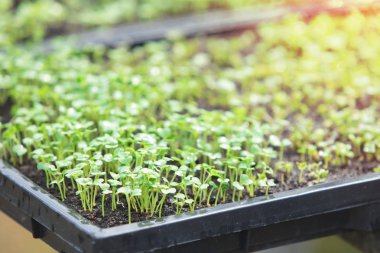 Büyü artık genç Fideler, büyüyen sebzeler, yakın küçük bitki yetiştirme, doğal tarım. Büyüyen organik organik sebze Bahçe