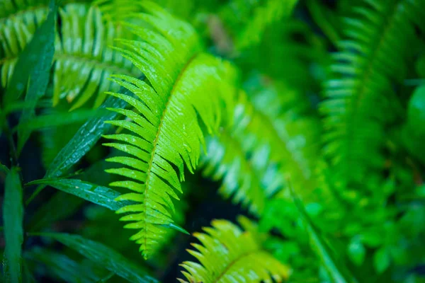 Beautiful ferns leaves Rain drops on fern leaves, natural background