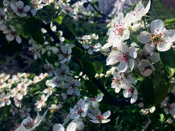 Fleurs Blanches Poire Éclairées Par Soleil — Photo