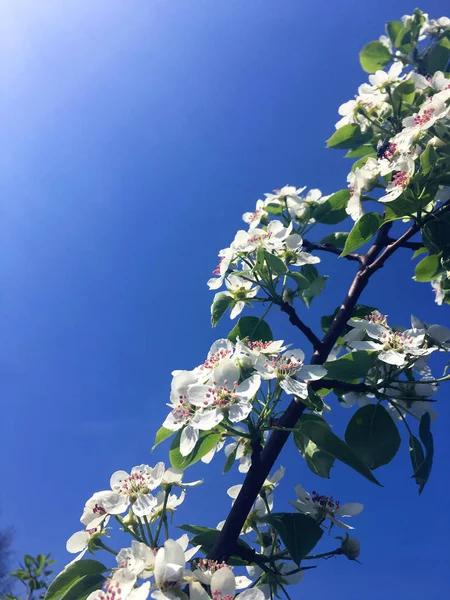 Fleurs Blanches Poire Éclairées Par Soleil — Photo