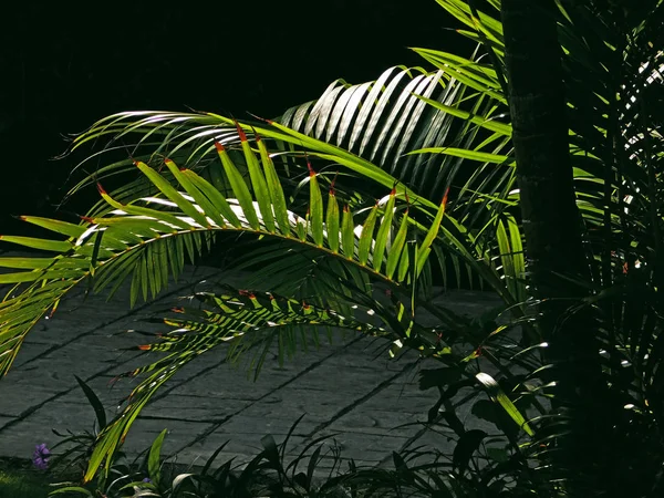 Green Palm Branch Där Solen Skiner — Stockfoto