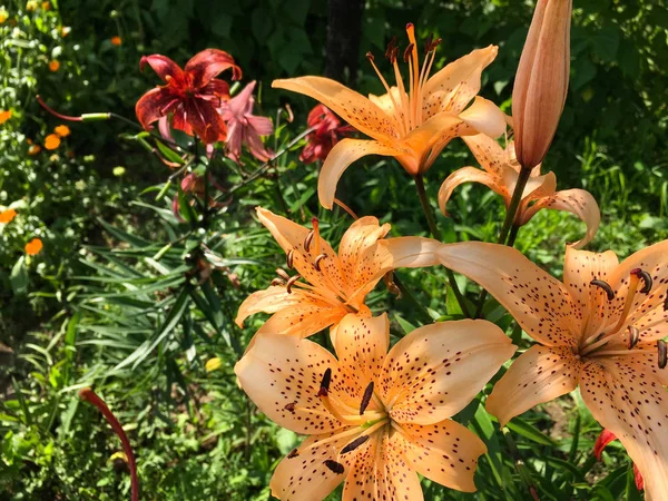blooming peach-colored lily speckled on a green background