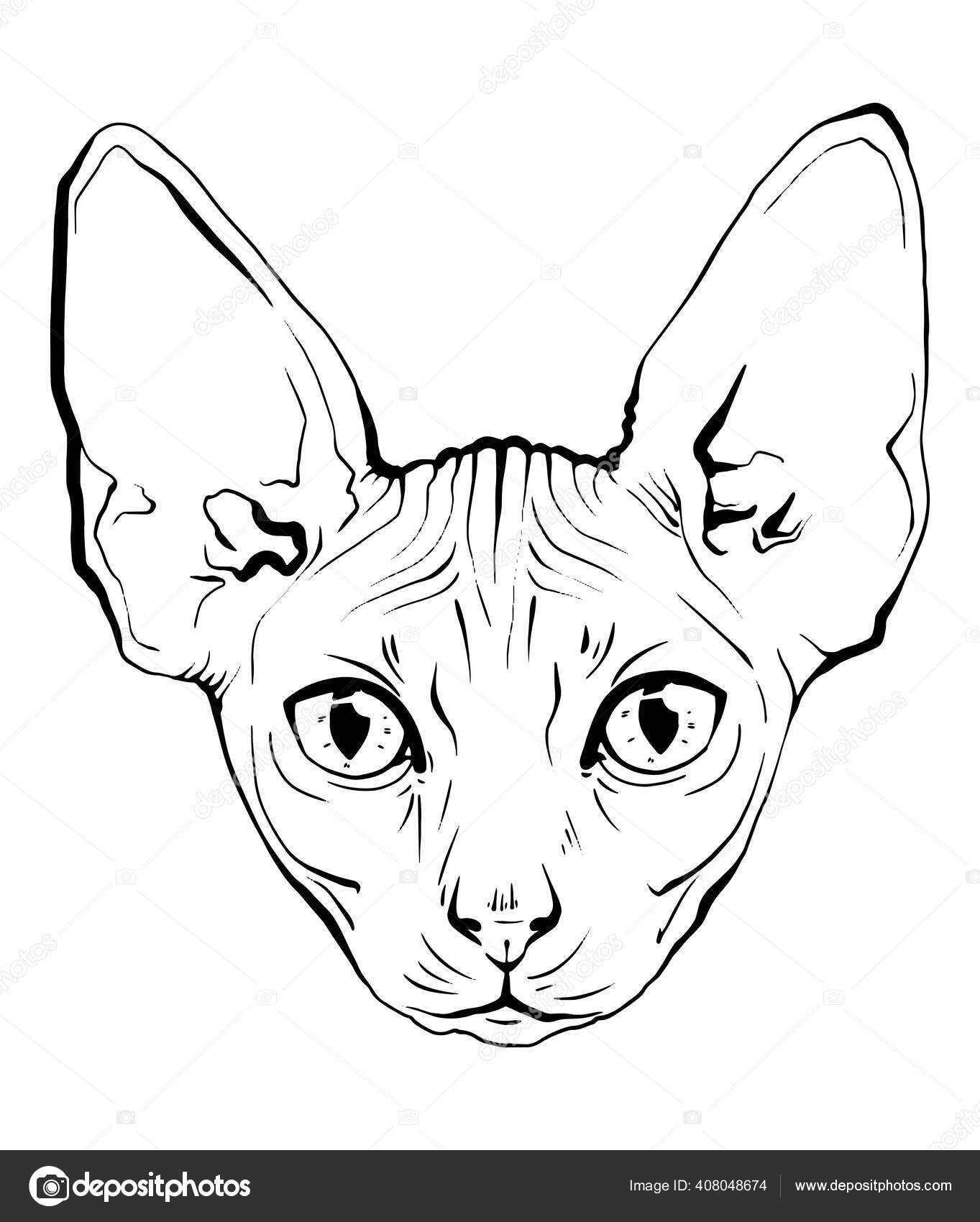 Clipart De Gato Branco Desenhado à Mão PNG , Branco, Garra, Gato